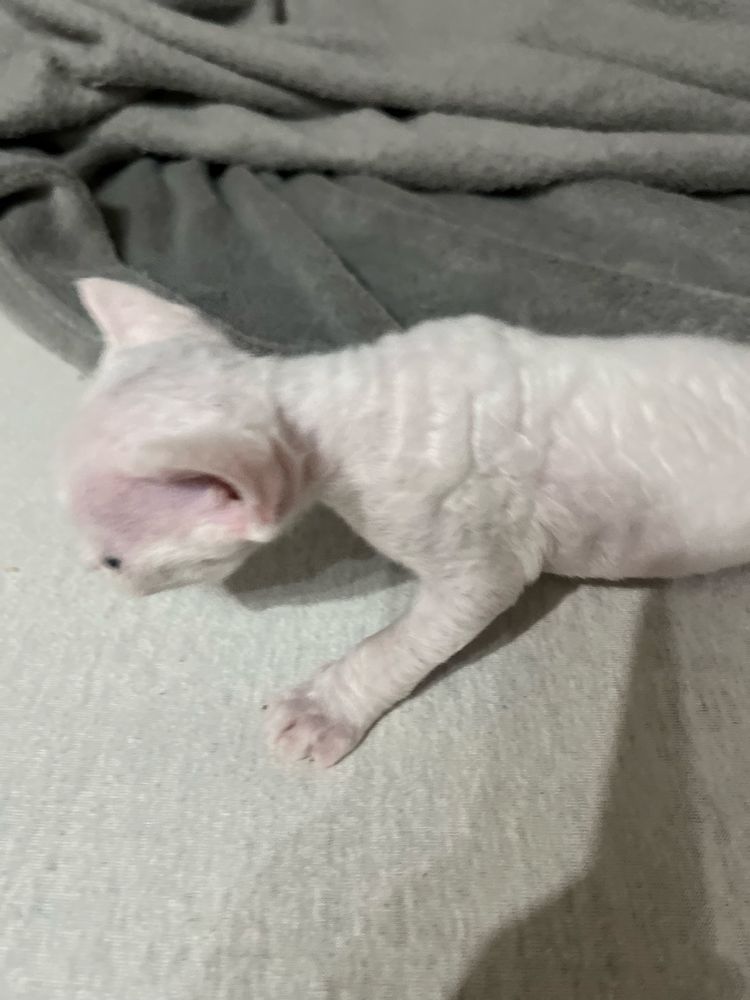 Kotek białydevon rex FPLdws kolory oczu