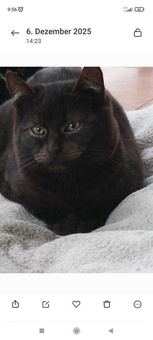 Oddam kotka w dobre ręce