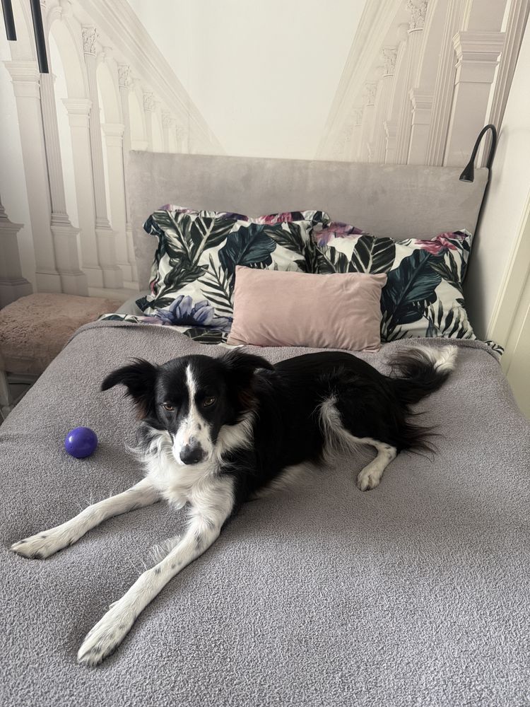 Opieka nad zwierzętami Petsitter pies kot