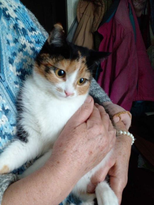 Отдам милую кошечку в Волчанске