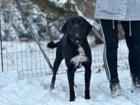 Orlando poleca się do adopcji