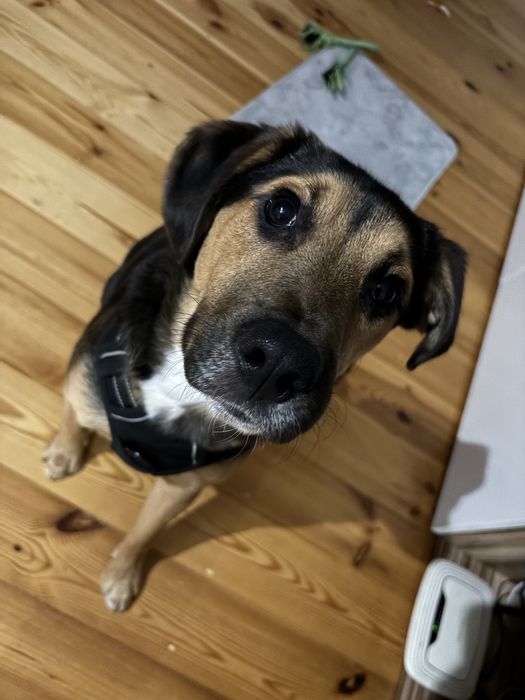 Oddam psa w dobre ręce !