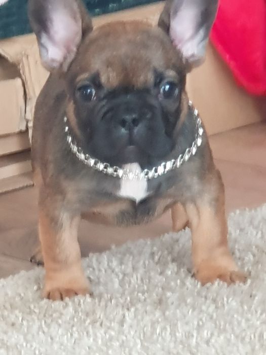 Buldog francuski/ Cudowne sunie