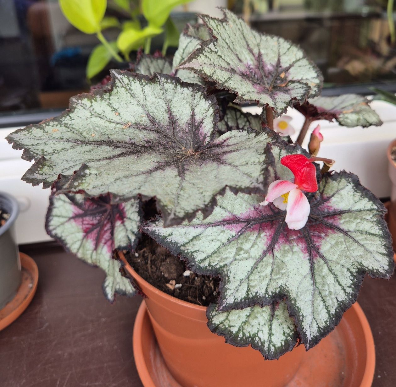 Begonia Rex Space Age Black Hole