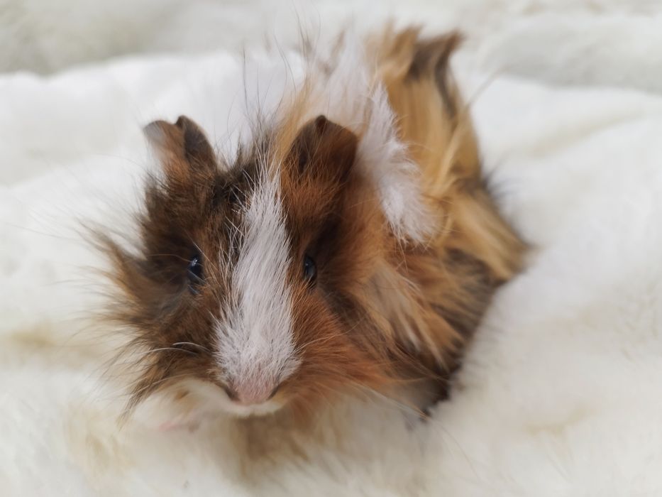 Świnka Morska Rozetka (samica) MASSON