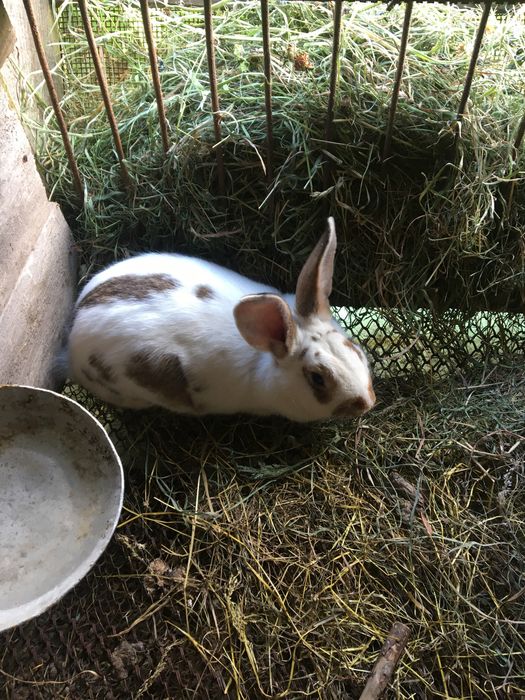 Продам молодняк кроликів