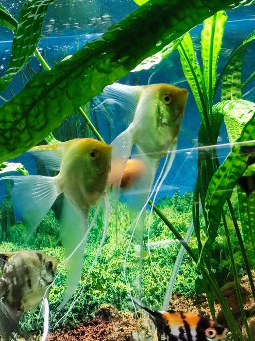 Skalary złote weloniaste