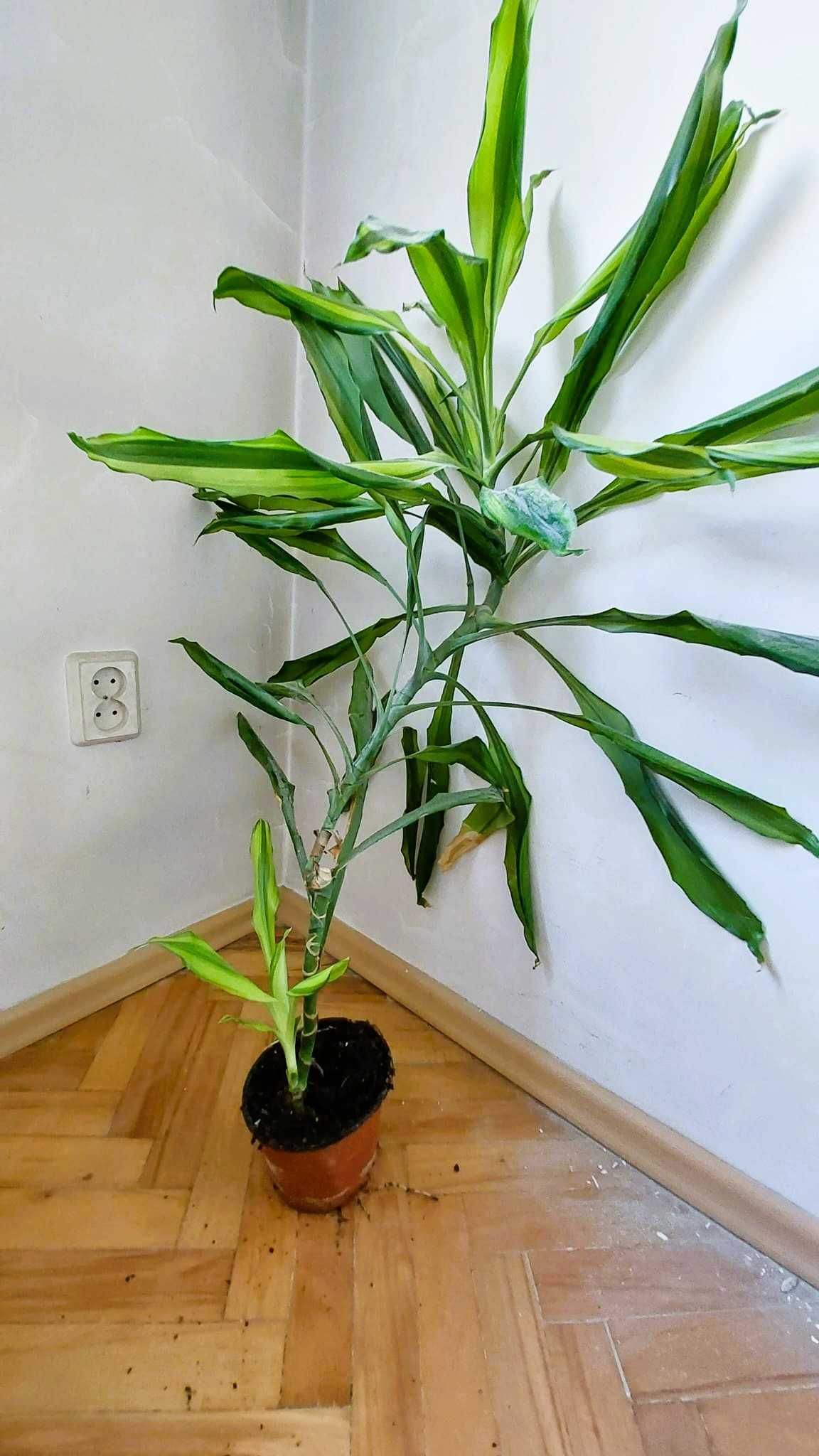 Piękna wybarwiona Dracena Lemon Lime duża XL