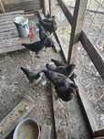 Lote 10 galinhas e galos