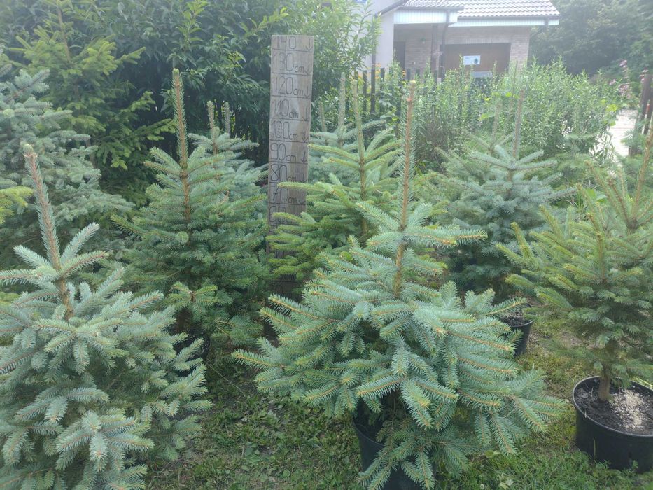 Świerk srebrny srebrzysty kłujący duży