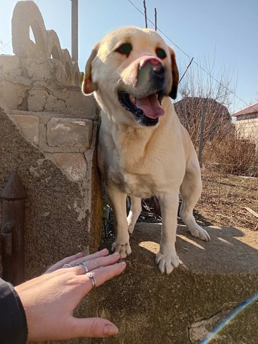 Вязка Лабрадор-Ретривер