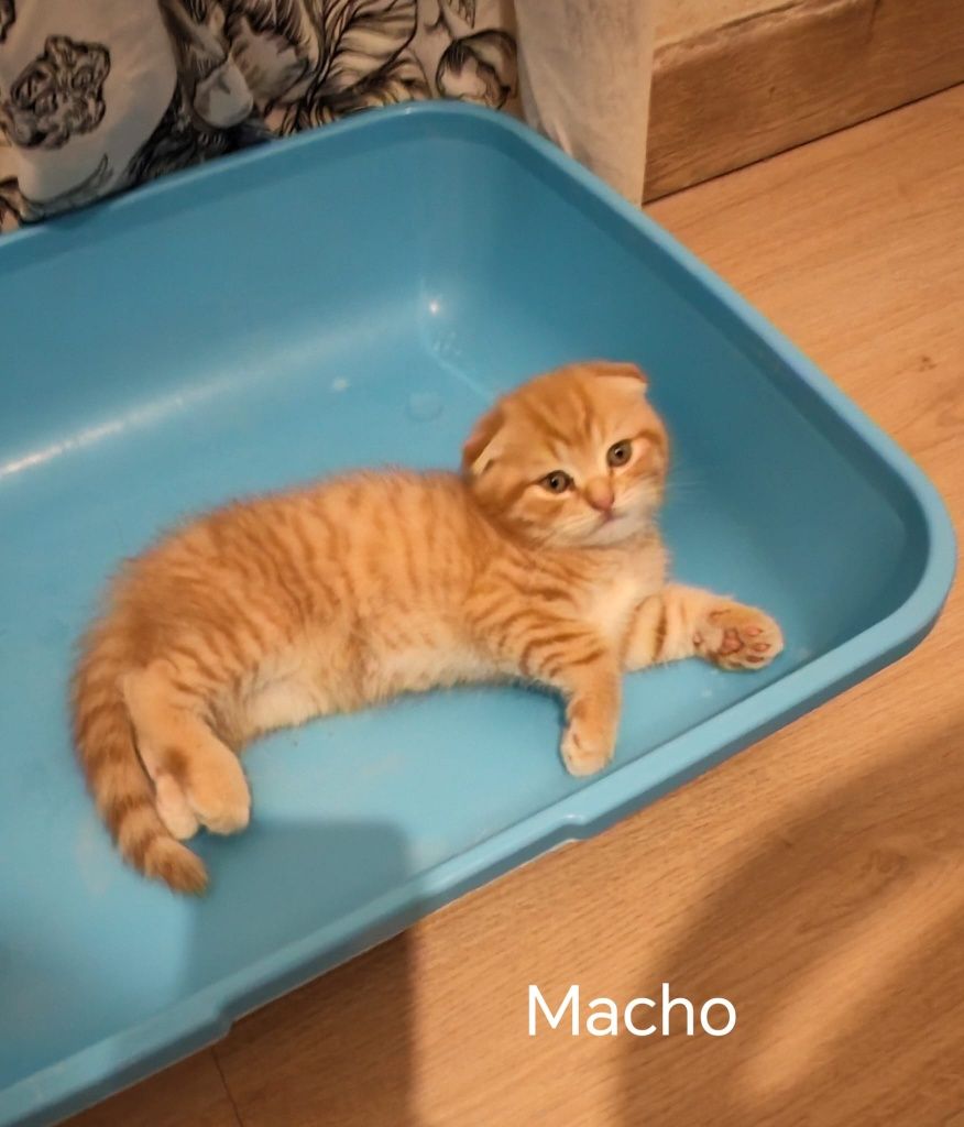 Scottish Fold Red Tabby