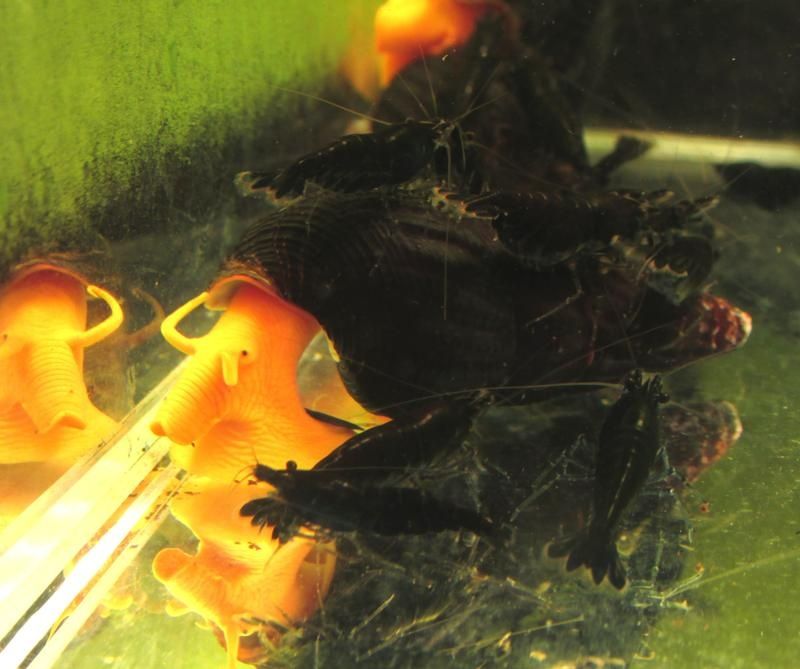 Креветки акваріумні: Кровава Мері, Жаде, , жовта, синя, червона