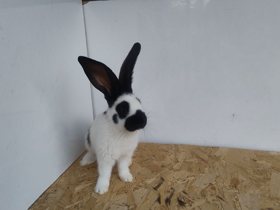 Продам кролів породи Строкач НСВ