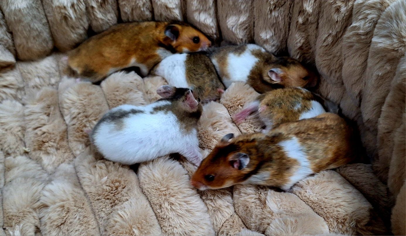 Chomiki syryjskie.