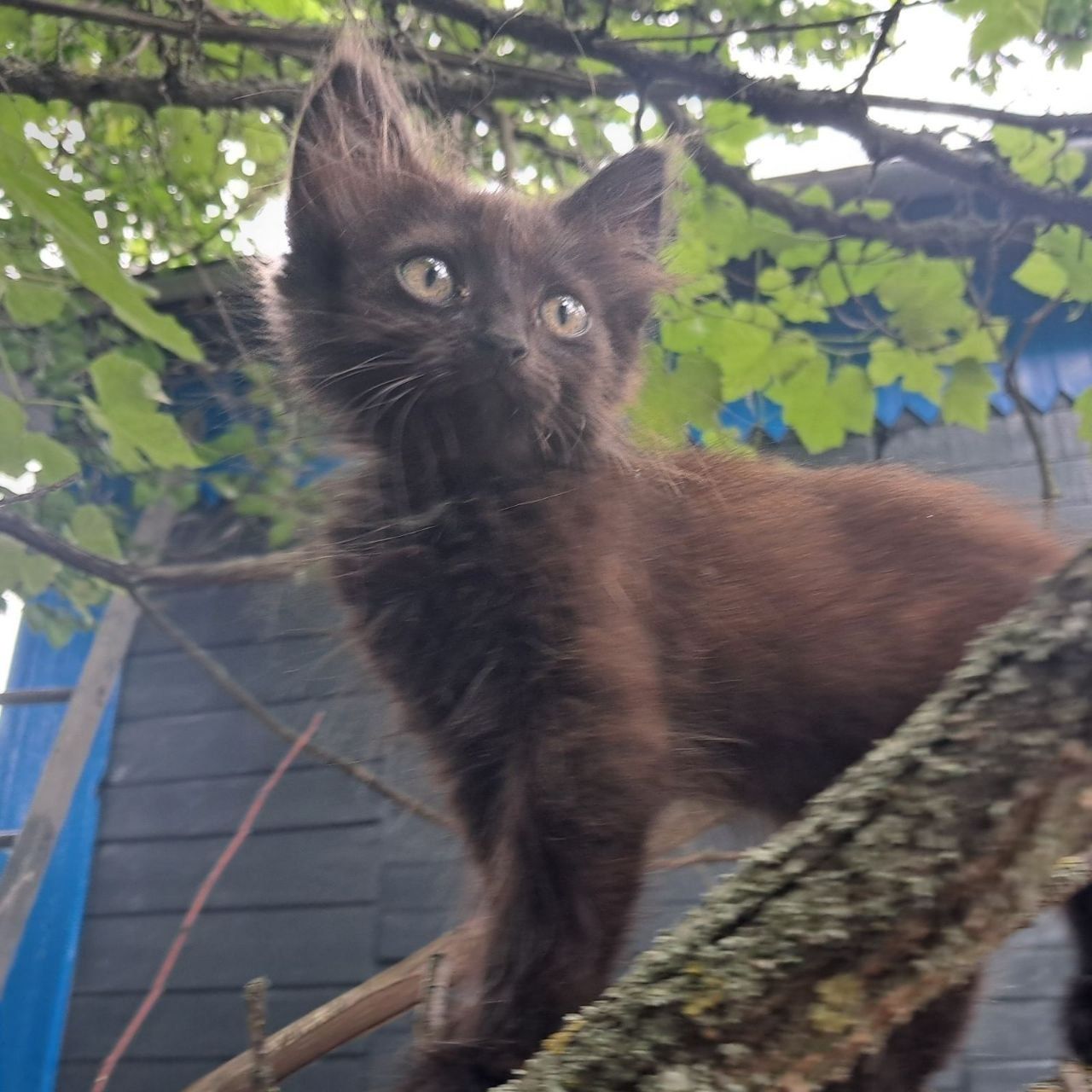 Кошенята в добрі руки