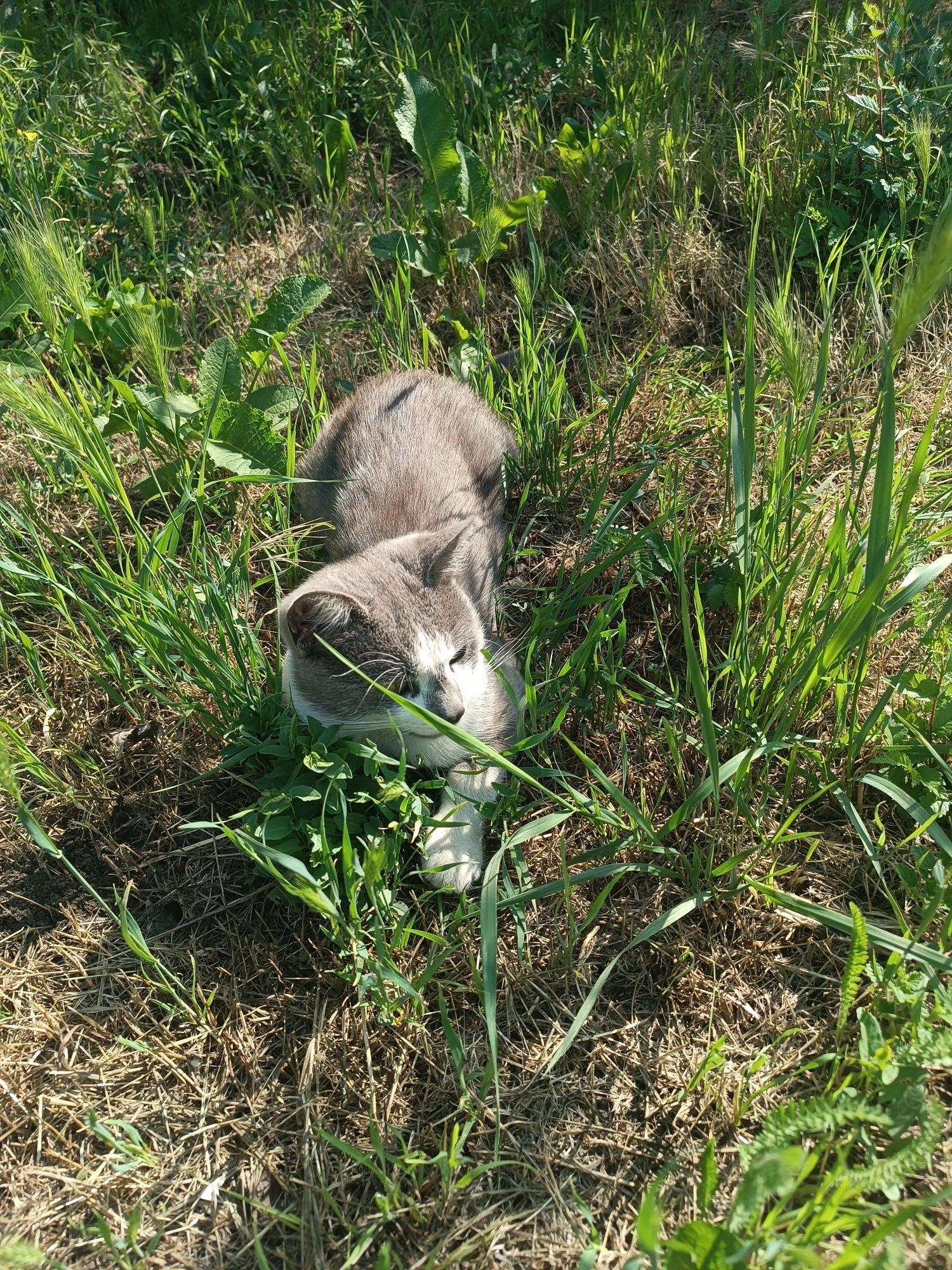 Кошеня шукає родину