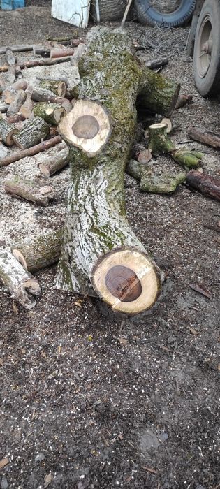 Orzech włoski pień