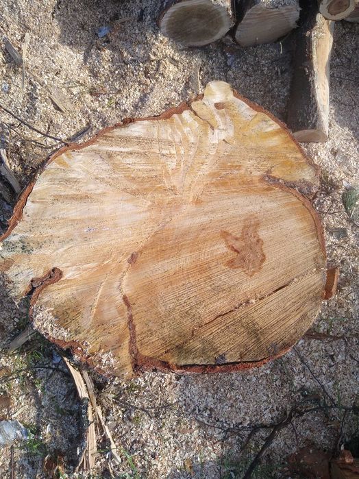 Czeczot, czeczota, stolarka, dobra na stolik, taca,dla profesjonalisty