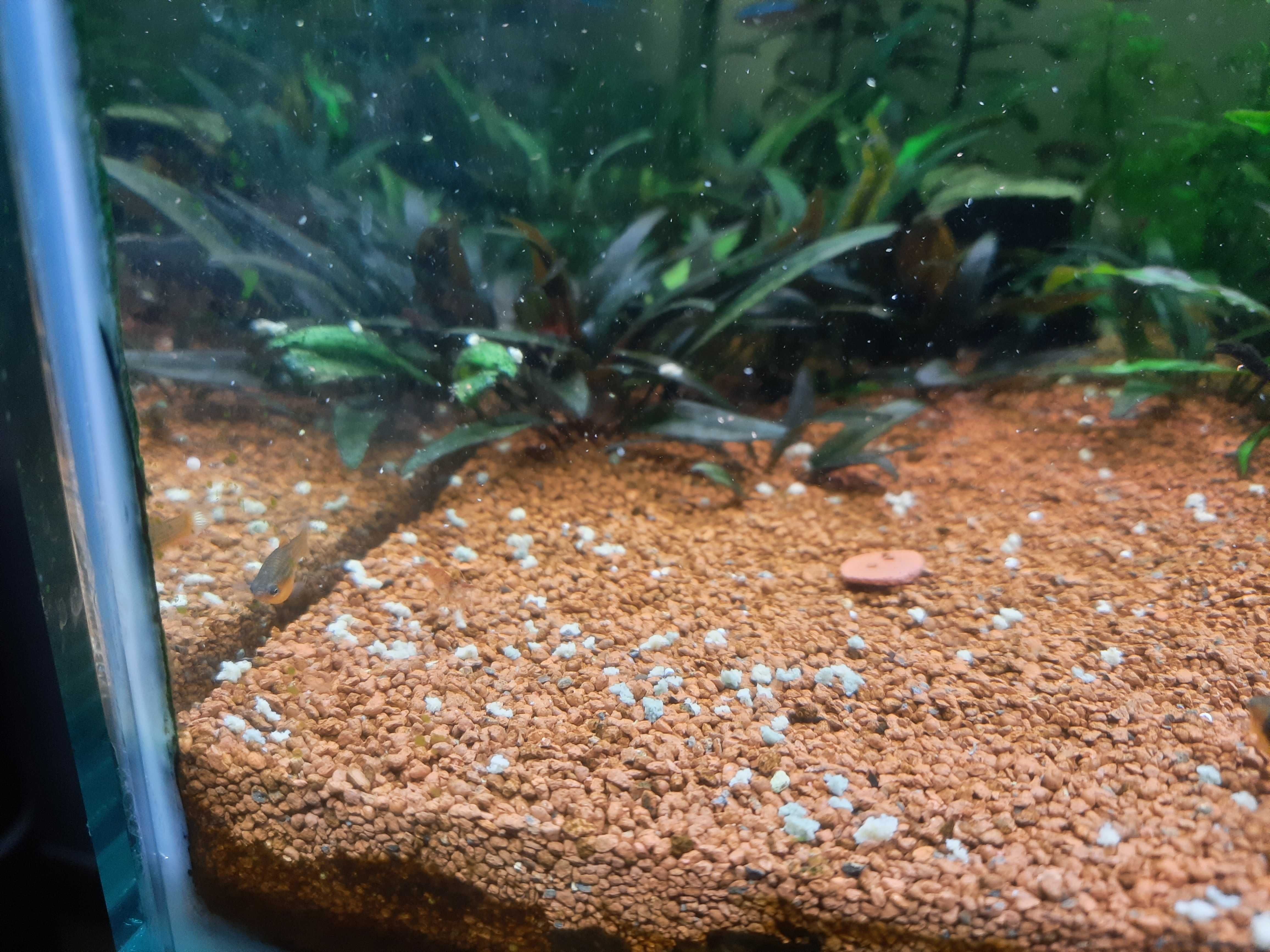 Platy hawaii, aquário