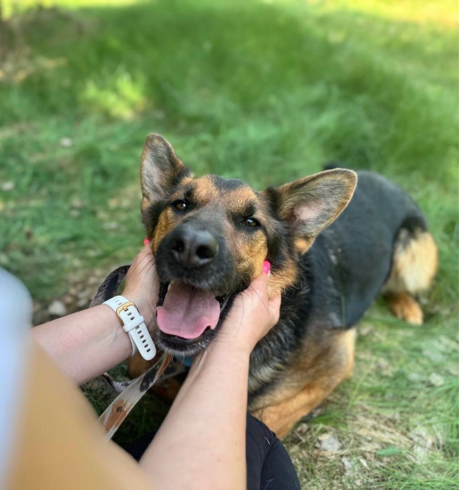 Archie w typie owczarka czeka na dom 1.5 roku. Adoptuj, uratuj!