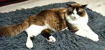Ragdoll Kocur REPRODUKTOR - krycie