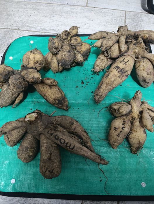 Жоржини(георгини)