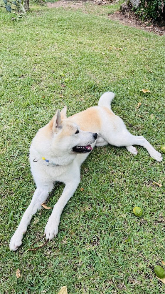 Caes Para adoção Akita Inu 3 anos