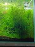 TAIWAN moss, mech do akwarium rośliny do akwarium