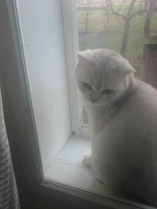 Доросла кішка срібна шиншила