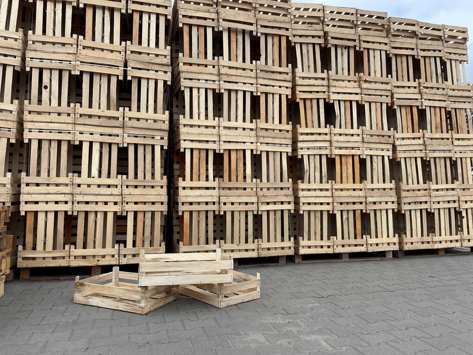 skrzynka, łuszczka-łuszczki na por, kalafior, sałata, rzodkiewka,