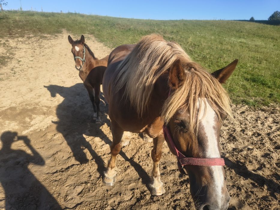 Klacz zimnokrwista ze źrebakiem