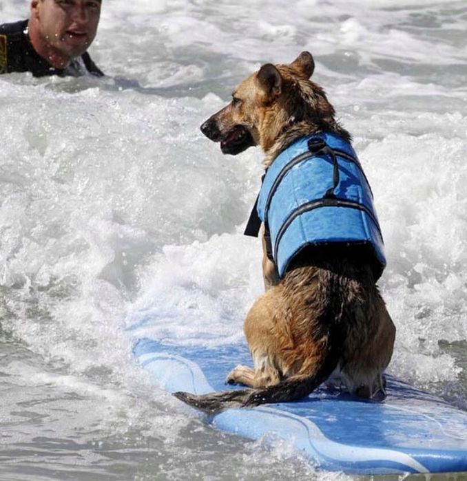Kamizelka Ratunkowa Dla Psa Do Wody Kapok Do Pływania Odblask Niebiesk