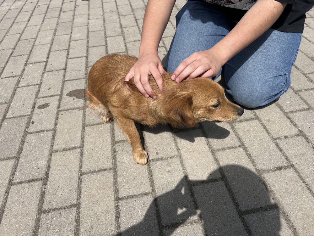 Do oddania suczki maja pol raku  rasa mieszana.