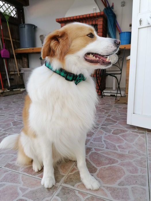 Border Collie [M] Acasalamento/Namorada