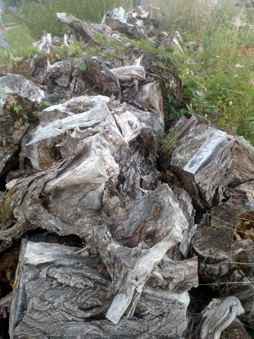 Drewno Wierzba pieńki i korzenie pocięte opał