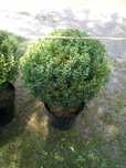 Tuja  DANICA 20-50cm_ bukszpan kula 50-70cm_oraz Cis formowany w kule