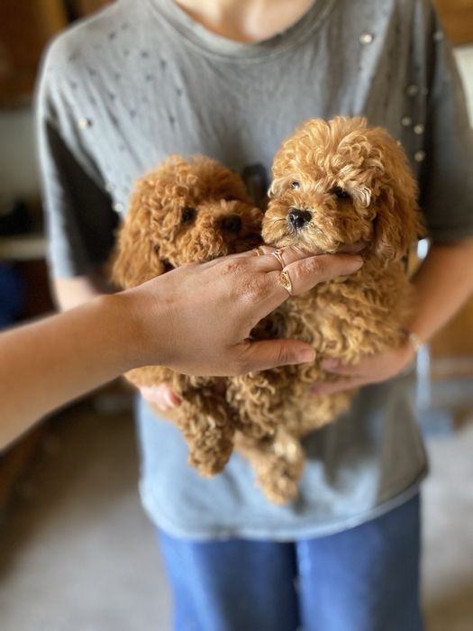 Мальтипу кукольный мини малыш