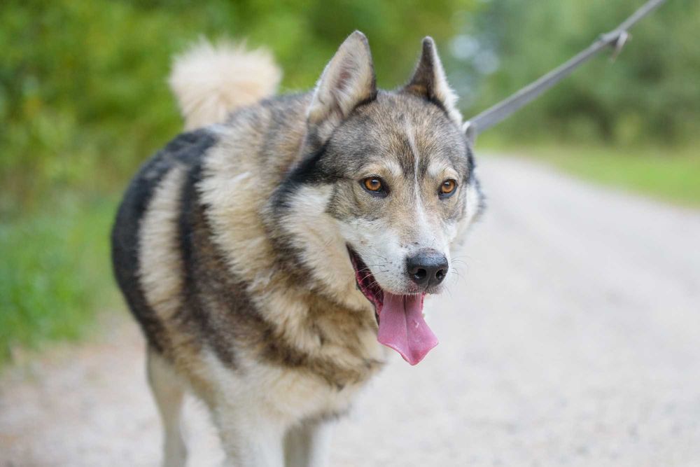 Piękny i przyjazny psiak w typie ras husky malamute - adoptuj Chanela