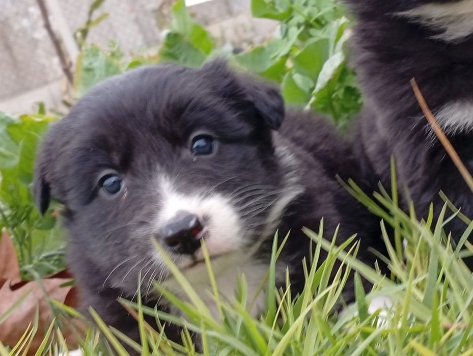 Cachorro Border Collor