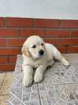 Golden Retriever Femea qualidade!!