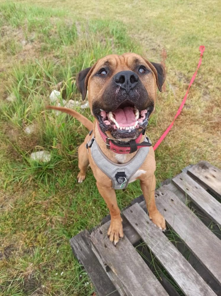 Pitbull. Amstaff. Clyde szuka domu. Adopcja. Pies do adopcji