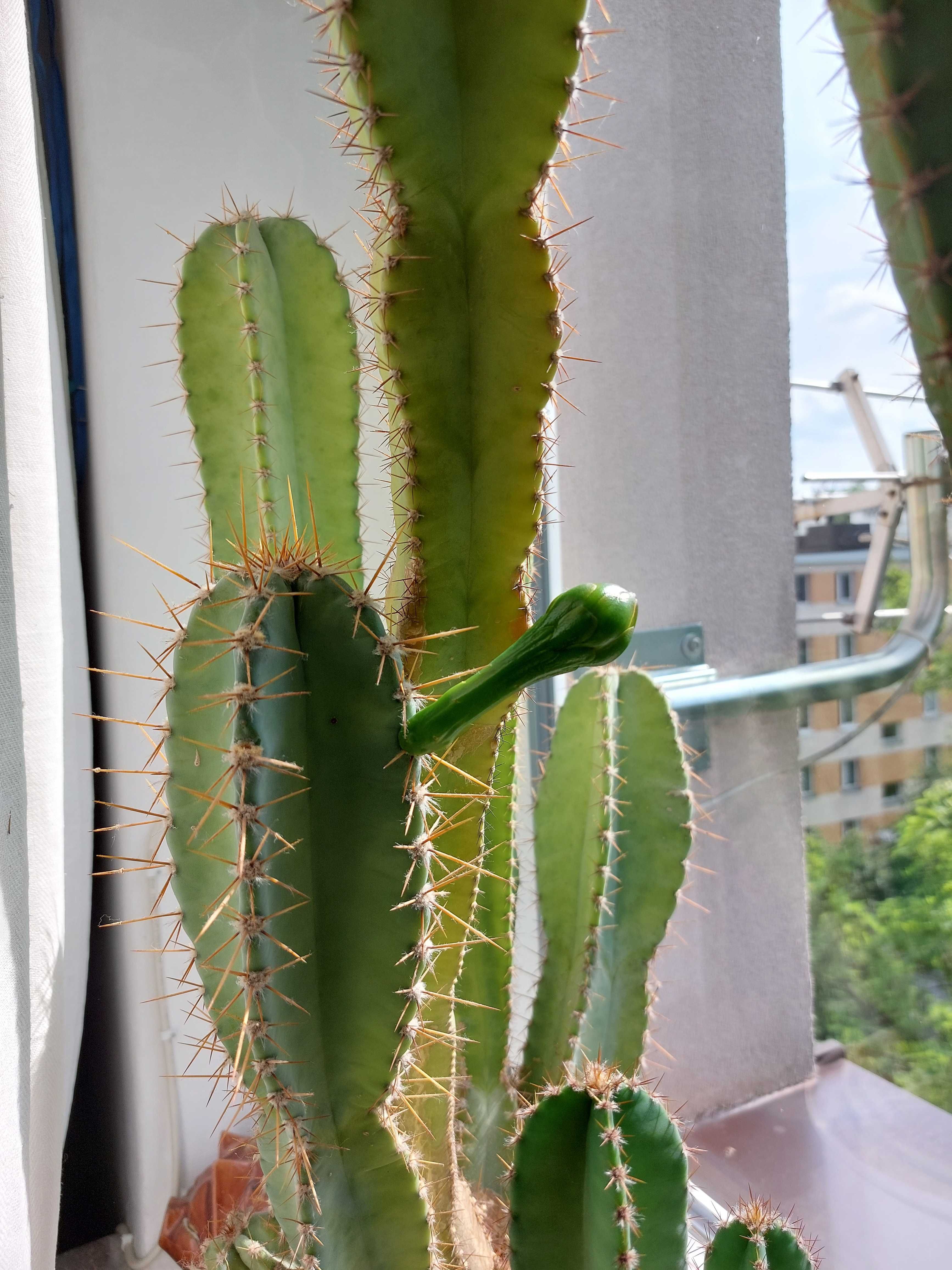 Kaktus Kolumnowy cereus peruvianus pitaya pitaja smoczy owoc