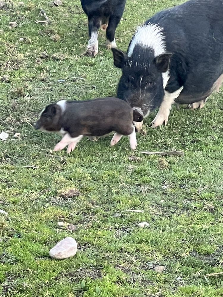 Porcos anões - Mini pigs