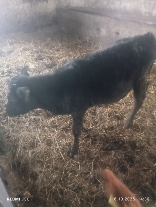 Jałówka jałówki simental cielna. Cielaki