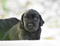 FLAT COATED RETRIEVER - czarny chłopczyk odb Październik