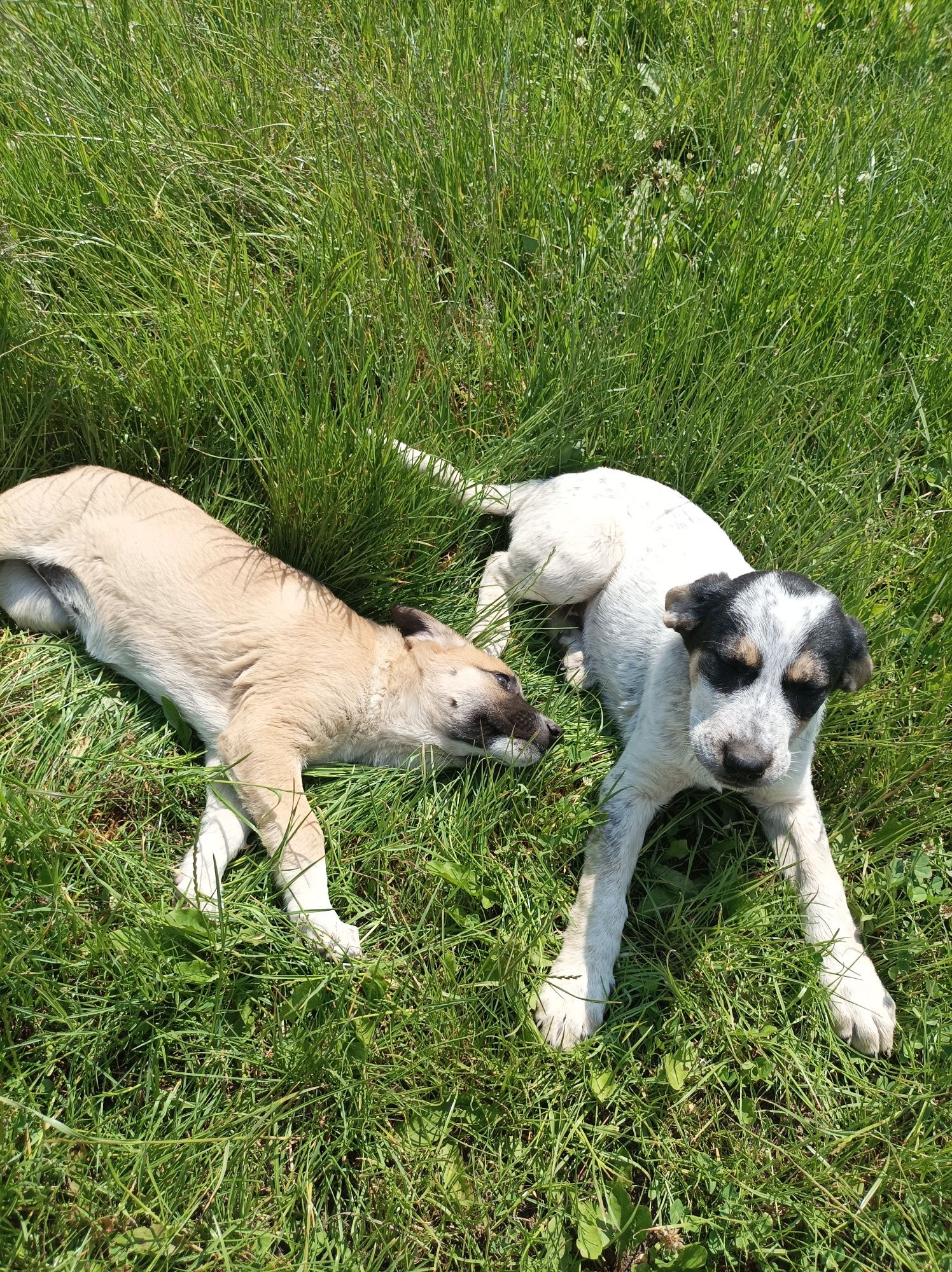 Szczeniaki do adopcji