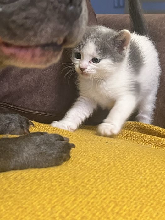 Чудові котенята в добрі руки