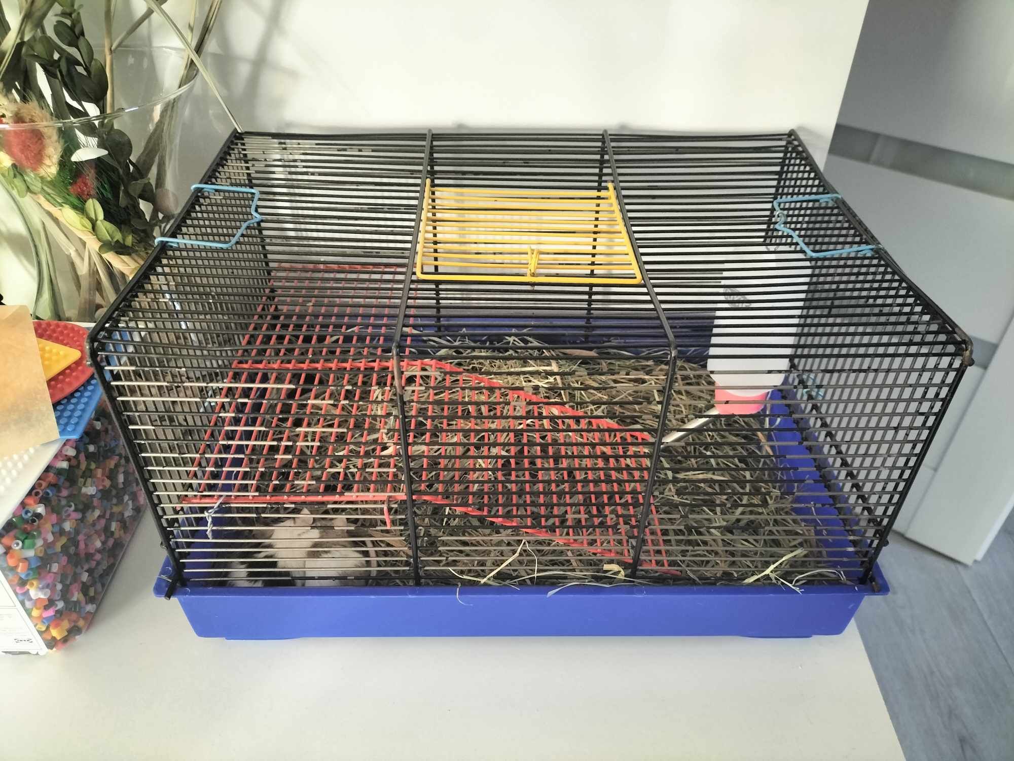 Myszki szukają domu