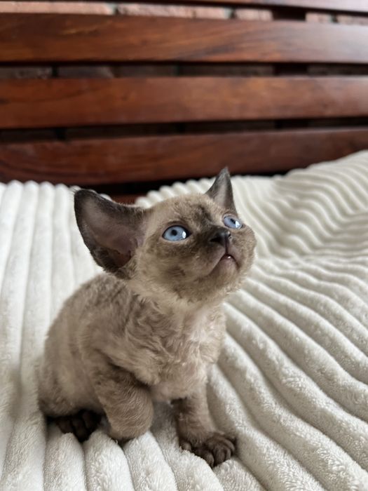 Kocurek Devon Rex WCF lekgalna hodowla